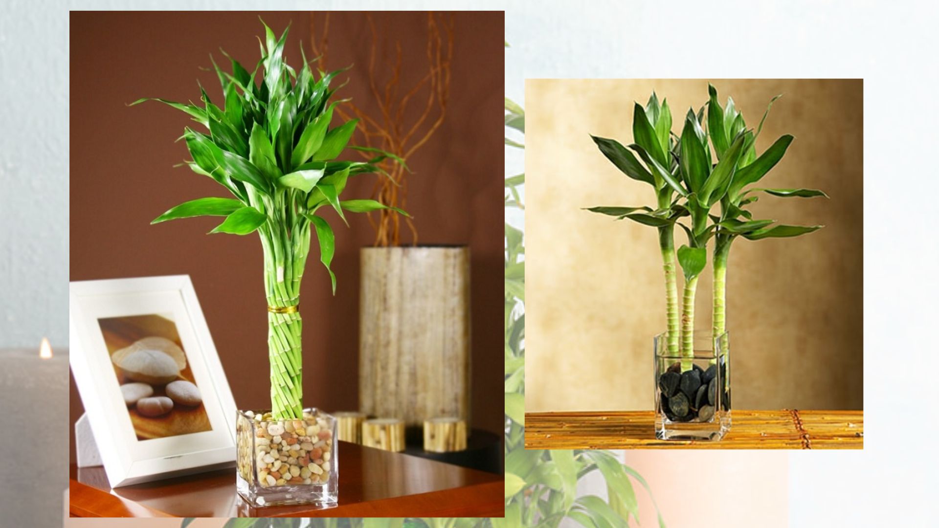 Cây Phát Tài hợp mệnh nào